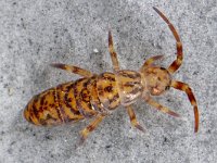 Orchesella villosa