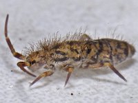 Orchesella villosa #14185 : Orchesella villosa