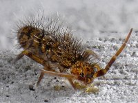 Orchesella villosa #15442...51 : Orchesella villosa