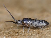 Tomocerus minor #10953 : Tomocerus minor