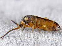 Tomocerus vulgaris #14926...41 : Tomocerus vulgaris