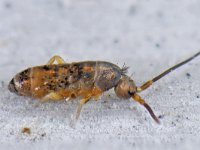 Tomocerus vulgaris #14969...75 : Tomocerus vulgaris