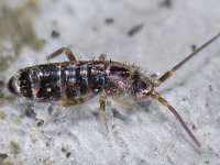 Tomocerus vulgaris #15140...44 : Tomocerus vulgaris