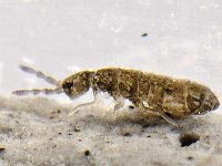 Vertagopus cinereus