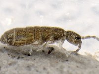 Vertagopus cinereus 2, Saxifraga-Ab H Baas