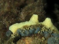 Halichondria panicea, Breadcrumb Sponge