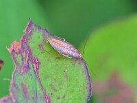 Ectobius pallidus 6, Bleke kakkerlak, Saxifraga-Tom Heijnen