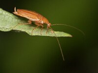 Ectobius pallidus 7, Bleke kakkerlak, Saxifraga-Tom Heijnen