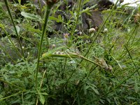 Empusa pennicornis