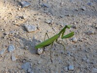 Mantis religiosa 18, Bidsprinkhaan, Saxifraga-Ed Stikvoort : Krk a900