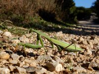 Mantis religiosa 19, Bidsprinkhaan, Saxifraga-Ed Stikvoort : Krk a900