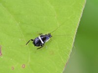 Planuncus tingitanus 7, Dwarsbandkakkerlak, Saxifraga-Tom Heijnen