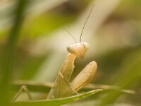 masia de Can Miravitges website : Gewone bidsprinkhaan, Mantis religiosa, bidsprinkhaan, insect, portret, spanje