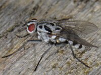 Anthomyia sp
