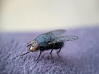 Calliphora vicina 6, Roodwangbromvlieg, Saxifraga-Ben Delbaere