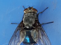 Calliphora vomitoria 6, Roodbaardbromvlieg, Saxifraga-Ben Delbaere  IICSA   II