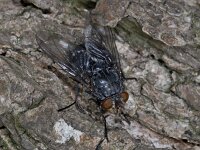Calliphoridae sp
