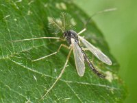 Chironomidae sp