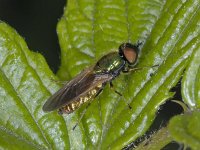 Chloromyia formosa