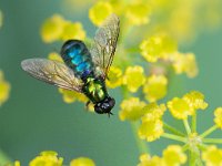 Chloromyia formosa 12, Gewone prachtwapenvlieg, Saxifraga-Mark Zekhuis