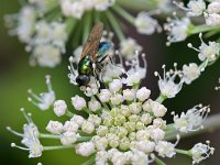 Chloromyia formosa 15, Gewone prachtwapenvlieg, Saxifraga-Tom Heijnen