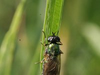 Chloromyia formosa 2, Gewone prachtwapenvlieg, Saxifraga-Rutger Barendse