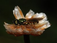 Chloromyia formosa 9, Gewone prachtwapenvlieg, Saxifraga-Rutger Barendse