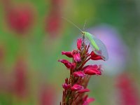 Chrysoperla carnea 3, Goudoogje, Saxifraga-Tom Heijnen