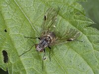 Chrysopilus sp