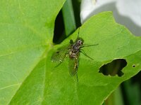 Chrysopilus cristatus
