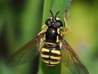 Chrysotoxum cautum 9, Grote fopwesp, Saxifraga-Hans Dekker