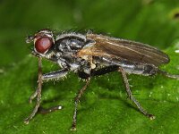 Cordilura sp