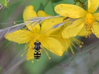 Dasysyrphus albostriatus 5, Bretelwimperzweefvlieg, Saxifraga-Tom Heijnen