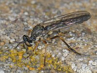 Dioctria hyalipennis