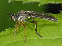 Dioctria hyalipennis #07947 : Dioctria hyalipennis, Robber fly, Kleine Bladrover, female