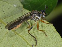 Dioctria hyalipennis #07965 : Dioctria hyalipennis, Robber fly, Kleine Bladrover, female