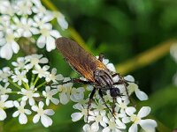 Empis tessellata 9, Grote dansvlieg, Saxifraga-Ben Delbaere