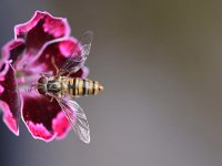 Episyrphus balteatus 29, Snorzweefvlieg, Saxifraga-Tom Heijnen