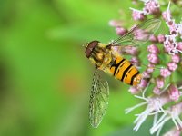 Episyrphus balteatus 34, Snorzweefvlieg, Saxifraga-Tom Heijnen