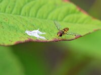 Episyrphus balteatus 43, Snorzweefvlieg, Saxifraga-Tom Heijnen