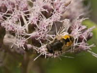 Eristalis arbustorum 13, Kleine bijvlieg, Saxifraga-Jan van der Straaten