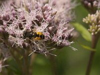 Eristalis arbustorum 17, Kleine bijvlieg, Saxifraga-Jan van der Straaten