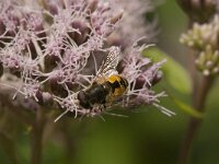 Eristalis arbustorum 23, Kleine bijvlieg, Saxifraga-Jan van der Straaten