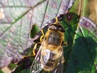 Eristalis pertinax 12, Kegelbijvlieg, Saxifraga-Ben Delbaere