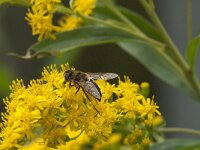 Eristalis pertinax 14, Kegelbijvlieg, Saxifraga-Jan van der Straaten