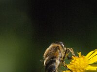 Eristalis pertinax 15, Kegelbijvlieg, Saxifraga-Jan van der Straaten