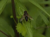 Eristalis pertinax 16, Kegelbijvlieg, Saxifraga-Jan van der Straaten