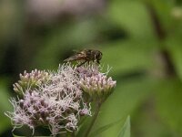 Eristalis pertinax 19, Kegelbijvlieg, Saxifraga-Jan van der Straaten