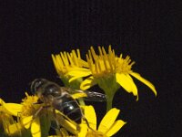 Eristalis pertinax 23, Kegelbijvlieg, Saxifraga-Jan van der Straaten