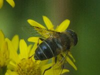 Eristalis pertinax 24, Kegelbijvlieg, Saxifraga-Jan van der Straaten